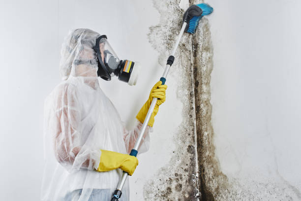 Best Localized Mold Remediation (e.g., coastal areas, humid climates) in Garner, NC