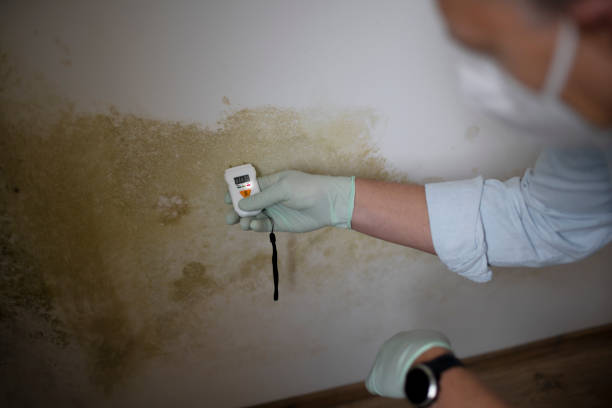 Best Emergency Mold Remediation in Garner, NC