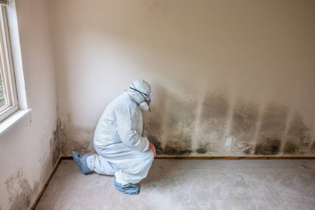 Best HVAC Mold Remediation in Garner, NC